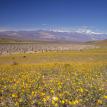 Spring Wildflowers Death Valley