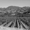 Napa Vineyard