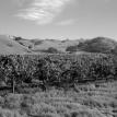 Diable Range Vineyard