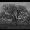 Winter Oaks